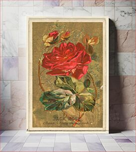 Πίνακας, Jack Rose (Rose Jacqueminot), from the Flowers series for Old Judge Cigarettes issued by Goodwin & Company