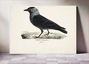 Πίνακας, Jackdaw, 1828 - 1838, Magnus von Wright