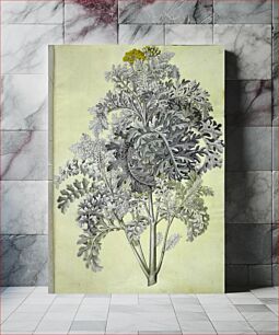 Πίνακας, Jacobaea maritima (grey leaf) by Maria Sibylla Merian