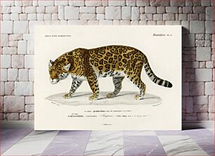 Πίνακας, Jaguar (Panthera Onca) illustrated by Charles Dessalines D' Orbigny (1806-1876)