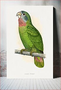 Πίνακας, Jamaica Parrot (Amazona collaria) colored wood-engraved plate by Alexander Francis Lydon