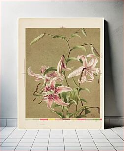 Πίνακας, Japan lily by Ellen Thayer Fisher