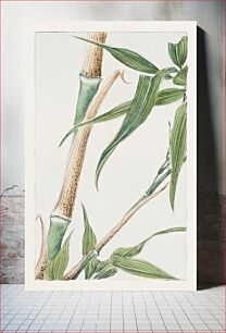 Πίνακας, Japanese Bamboo during 1870–1880 by Megata Morikaga