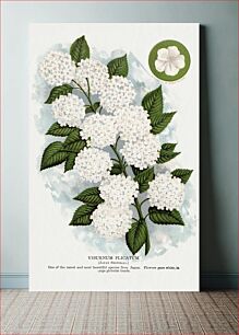 Πίνακας, Japanese snowball flower lithograph