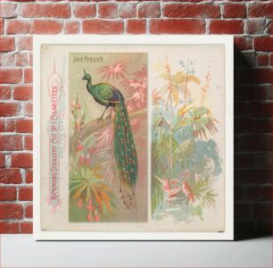 Πίνακας, Java Peacock, from Birds of the Tropics series (N38) for Allen & Ginter Cigarettes