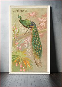 Πίνακας, Java Peacock, from the Birds of the Tropics series (N5) for Allen & Ginter Cigarettes Brands