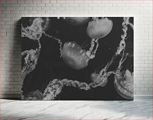 Πίνακας, Jellyfish in Monochrome Μέδουσες σε Μονόχρωμη
