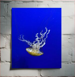 Πίνακας, Jellyfish Μέδουσες