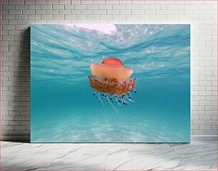 Πίνακας, Jellyfish Underwater Μέδουσες Υποβρύχια