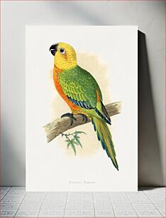 Πίνακας, Jendaya Conure (Aratinga jandaya) colored wood-engraved plate by Alexander Francis Lydon