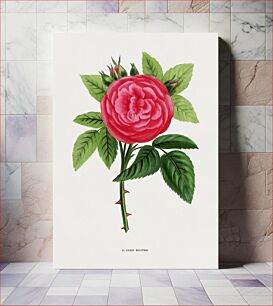 Πίνακας, John Hopper rose, vintage flower illustration by François-Frédéric Grobon