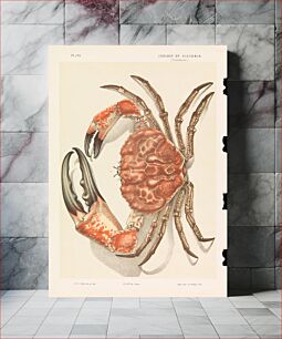 Πίνακας, John James Wild - Tasmanian Giant Crab, Pseudocarcinus gigas