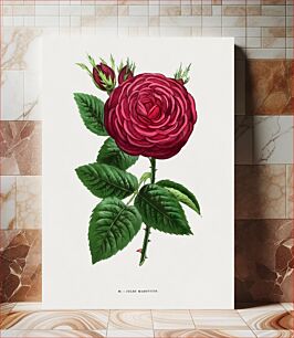 Πίνακας, Jules Margottin (Rosa Jules Margottin) rose, vintage flower illustration by François-Frédéric Grobon