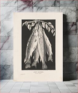 Πίνακας, Just caught: trout and pickeral