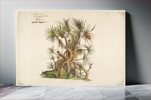 Πίνακας, Kaida-taddi from Hortus Indicus Malabaricus (Vol. 2)