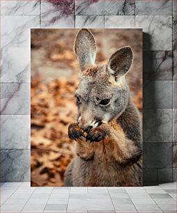 Πίνακας, Kangaroo Eating Τρώγοντας καγκουρό