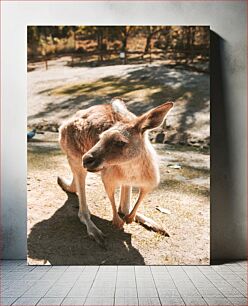 Πίνακας, Kangaroo in natural habitat Καγκουρό σε φυσικό βιότοπο