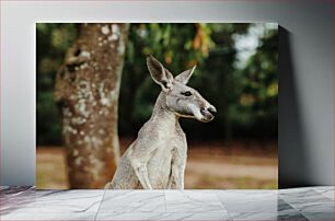 Πίνακας, Kangaroo in the Wild Καγκουρό στην άγρια ​​φύση