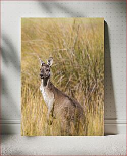 Πίνακας, Kangaroo in the Wild Καγκουρό στην άγρια ​​φύση