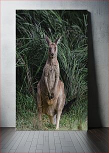 Πίνακας, Kangaroo in the Wild Καγκουρό στην άγρια ​​φύση