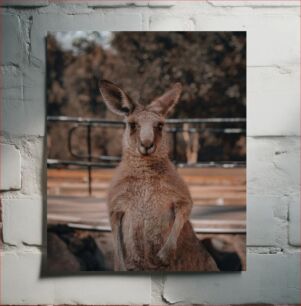 Πίνακας, Kangaroo Portrait in Natural Habitat Πορτρέτο καγκουρό σε φυσικό βιότοπο