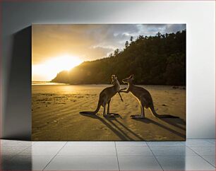 Πίνακας, Kangaroos at Sunset Beach Καγκουρό στο Sunset Beach