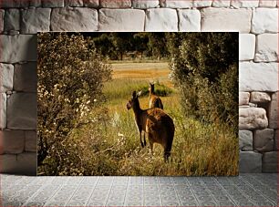 Πίνακας, Kangaroos in Natural Habitat Καγκουρό σε φυσικό βιότοπο