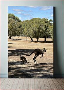 Πίνακας, Kangaroos in the Wild Καγκουρό στην άγρια ​​φύση
