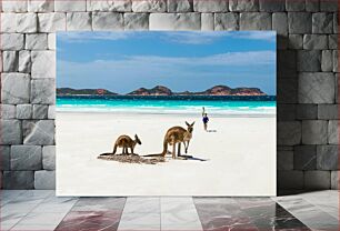 Πίνακας, Kangaroos on the Beach Καγκουρό στην παραλία