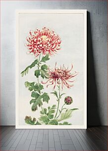 Πίνακας, Kiku (chrysanthemum) during 1870–1880 by Megata Morikaga