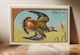 Πίνακας, Kildeer Plover, from the Game Birds series (N13) for Allen & Ginter Cigarettes Brands
