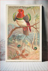 Πίνακας, King Bird of Paradise, from the Birds of the Tropics series (N5) for Allen & Ginter Cigarettes Brands