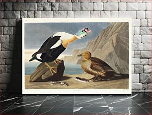 Πίνακας, King Duck from Birds of America (1827) by John James Audubon, etched by William Home Lizars