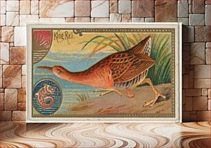 Πίνακας, King Rail, from the Game Birds series (N13) for Allen & Ginter Cigarettes Brands