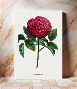 Πίνακας, King's Rose, vintage flower illustration by François-Frédéric Grobon
