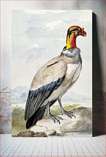 Πίνακας, King vulture (1758) by Aert Schouman