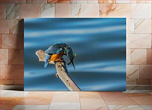 Πίνακας, Kingfisher Catching a Fish Αλκυόνη που πιάνει ένα ψάρι