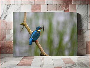 Πίνακας, Kingfisher on a Branch Αλκυόνα σε κλαδί