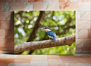 Πίνακας, Kingfisher on a Branch Αλκυόνα σε κλαδί