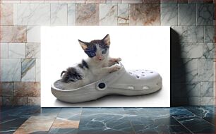 Πίνακας, Kitten in a Shoe Γατάκι με παπούτσι