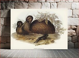 Πίνακας, Kiwi (Apteryx Australis) illustrated by Elizabeth Gould (1804–1841) for John Gould’s (1804-1881) Birds of Austral