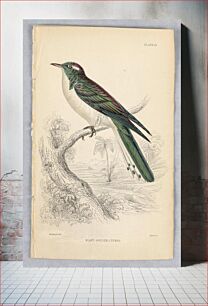 Πίνακας, Klass Golden Cuckoo, Plate 21 from Birds of Western Africa, William Home Lizars