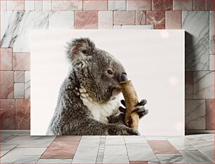 Πίνακας, Koala Eating Tree Bark Κοάλα που τρώει φλοιό δέντρου
