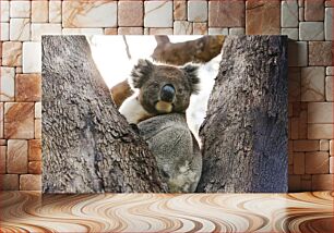 Πίνακας, Koala in a Tree Κοάλα σε ένα δέντρο