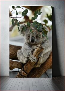 Πίνακας, Koala in a Tree Κοάλα σε ένα δέντρο