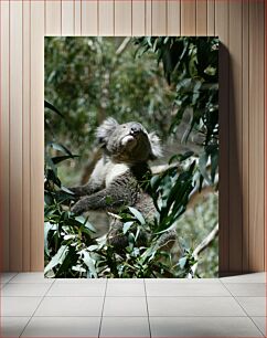 Πίνακας, Koala in Eucalyptus Tree Κοάλα σε Ευκάλυπτο