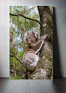 Πίνακας, Koala in the Forest Κοάλα στο Δάσος
