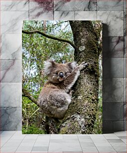 Πίνακας, Koala in the Wild Κοάλα στην άγρια ​​φύση