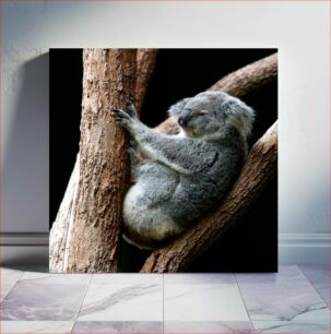 Πίνακας, Koala in Tree Κοάλα στο δέντρο