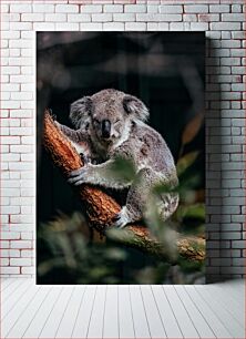 Πίνακας, Koala on a Branch Κοάλα σε ένα κλαδί